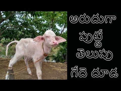 White Buffalo Calf (Very Rare) Video