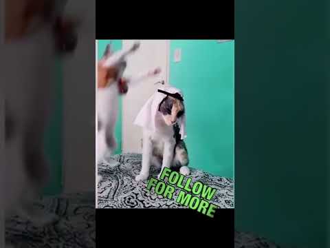 قطط خليجي cat videos