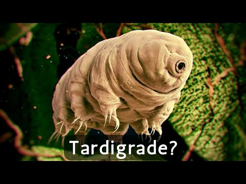 Uncovering the Unstoppable: Meet the Tardigrade - The Toughest Animal on Earth | JHTV