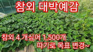 비닐하우스에 참외 4 개심어 1,500개 따기로 목표 변경 했습니다~ 주말농장,텃밭,인간극장,전원일기,귀농,…
