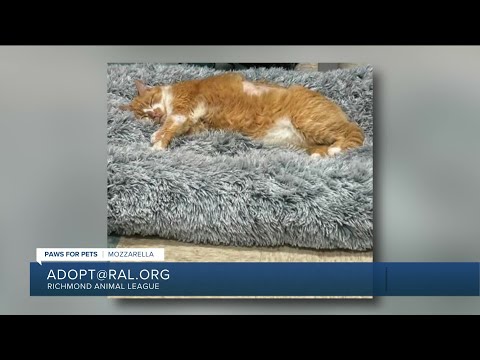 Paws for Pets: Mozzarella, a confident boy who loves to nap & sunbathe - YouTube