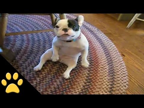 Dancing French Bulldog