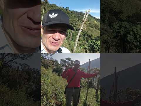 Agricultura en San Vicente del Caguan - Frijol