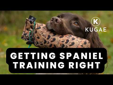 Understanding Spaniel Training (And Why It Goes Wrong)