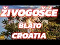 Walk Tour Živogošće Blato 4K Croatia