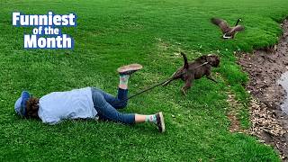 HILARIOUS Animals You Missed This Month! 🤩 Which Was FUNNIEST?? 😹