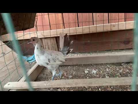 2019....Blue Splash Mug Stag !