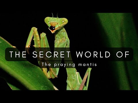 The Secret World Of The Praying Mantis - A short Nature Documentary