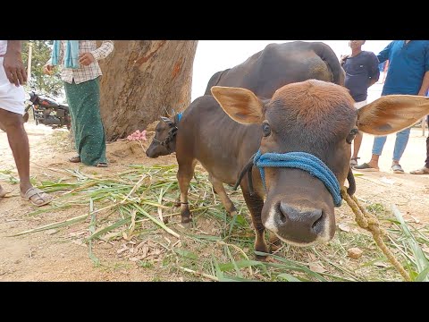 , title : 'Malnad gidda cow with Punganuru breed calf'