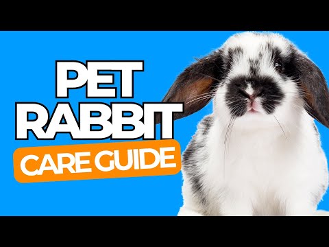 PET RABBIT CARE 101 - Happy Pet Rabbit Guide for Beginners