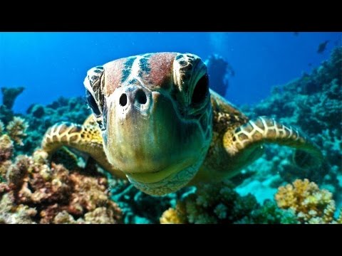 Australia Great Barrier Reef Diving Video