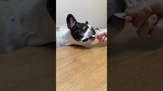 フレブルの目が飛び出そう？！ お土産のケーキが美味しすぎたみたいです😂