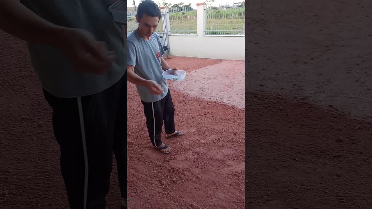 Watch Now Semente de grama esmeralda. Semente de grama esmeralda.