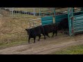 Galloways uitgezet bij Sibelcogroeve
