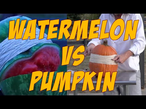 download lagu mp3 mp4 Watermelon Or Pumpkin, download lagu Watermelon Or Pumpkin gratis, unduh video klip Watermelon Or Pumpkin