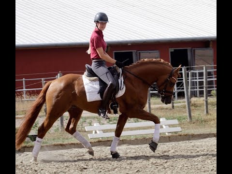 Dt. Reitpony, Hengst / Stallion, *2015, Körungssieger / licensing champion (2017)