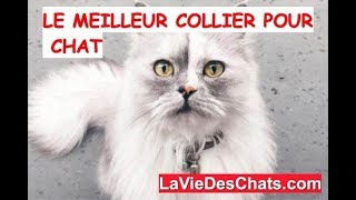 Le meilleur collier pour chat 🐱