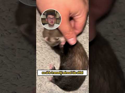 Ce NU stiai despre DIHORI (Alex Hada Reacts) #shorts
