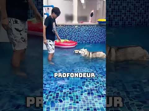 Deux chiens face à des profondeurs d’eau extrêmes