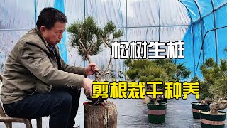 松树生桩种养剪根裁枝种养