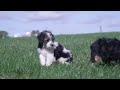 Yorkiepoo dogs for sale: Randy - Video 1