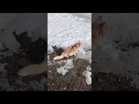 Kjell the cat in spring