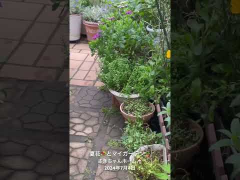 バラの茂みにあるヒルガオを自然に取り除く方法は？この 4 つの動作が彼の最大の敵です。  庭園