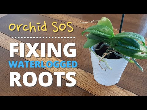 How to Save Waterlogged Orchids | Orchid SOS