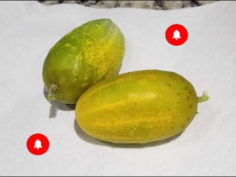 What to do with an overripe cucumber|When a cucumber too ripe|Ripe Cucumber|Cucumber Yellow cucumber