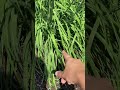 How to Tell the Difference Between Garlic & Onion Chives