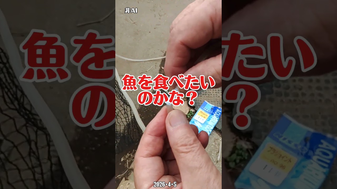 ⑧またやられてしまいました。 #鯉の救出