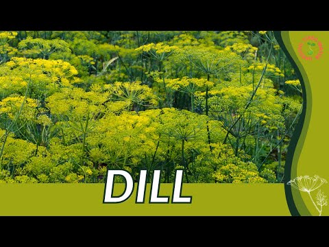 How to grow DILL in 1 Minute (History, Growing, Nutrition, Companion Planting!)  Anethum graveolens