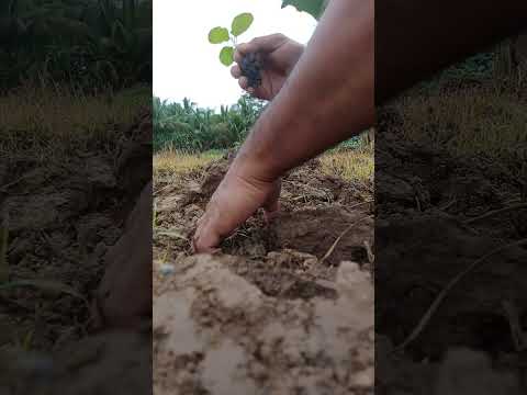 Advantage of using seedling tray Vs Direct seeding ( Talong Calixto F1 )
