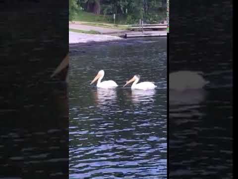 Pelicans in front of the Lodge