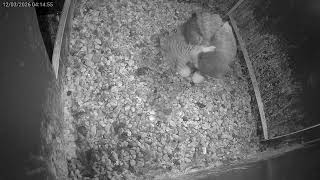 Het tweede ei is een feit