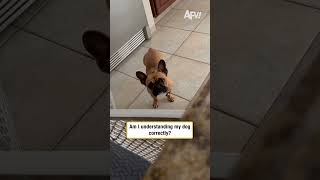 Am I understanding my dog correctly?