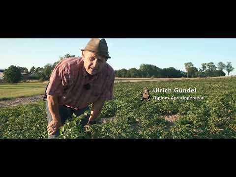 Tipp 3 Was tun gegen Kartoffelkäfer?