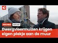 In deze afbraakwoningen zijn meer dan 400 dwergvleermuizen gevonden