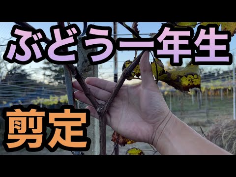 ブドウの木、ブドウ 植物