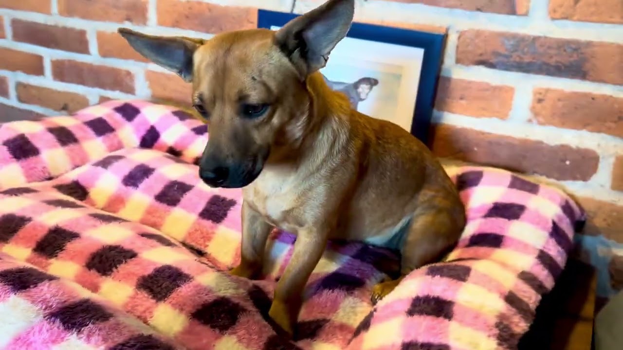 Enlarge Fern, a Adoptable Mixed Breed in Encino, CA video 6/6