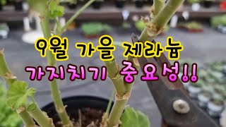가을 제라늄 가지치기 꼭 해야하는 이유?