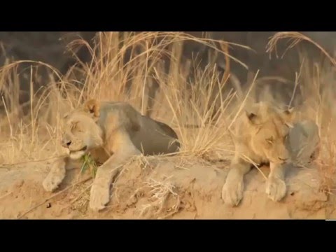 Nelle fauci del predatore  Episodio 1