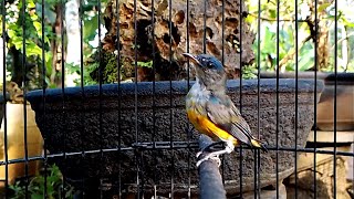 Download lagu Burung Cabai | kemade Bunga Api GACOR Masteran ISTIMEWA mp3 Download lagu Burung Cabai | kemade Bunga Api GACOR Masteran ISTIMEWA mp3