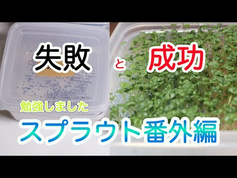 食用スプラウト – 利点、種類、育て方、レシピ、ヒント