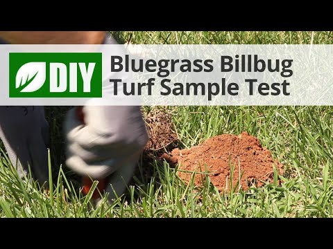  Bluegrass Billbug Turf Sample Test  Video 