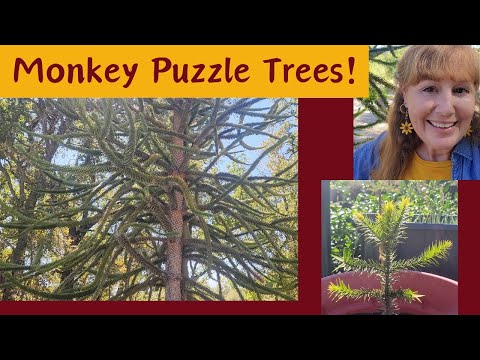 Stake, Prune, & Propagate Monkey Puzzle Trees! I Love Growing This Unusual, Endangered Nut Tree!