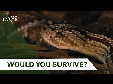 Face-to-Face with South America’s Deadliest Creatures | Biggest & Baddest
