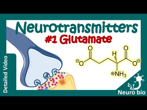 Neurotransmitters: Glutamate | What do glutamate neurotransmitters do? | Glutamate cycle in synapse