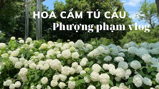 Tham quan vườn hoa cẩm tú cầu tại Komaki- Aichi.