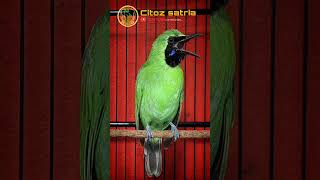 Download lagu Cucak ijo BANYUWANGI bebeci #shorts mp3